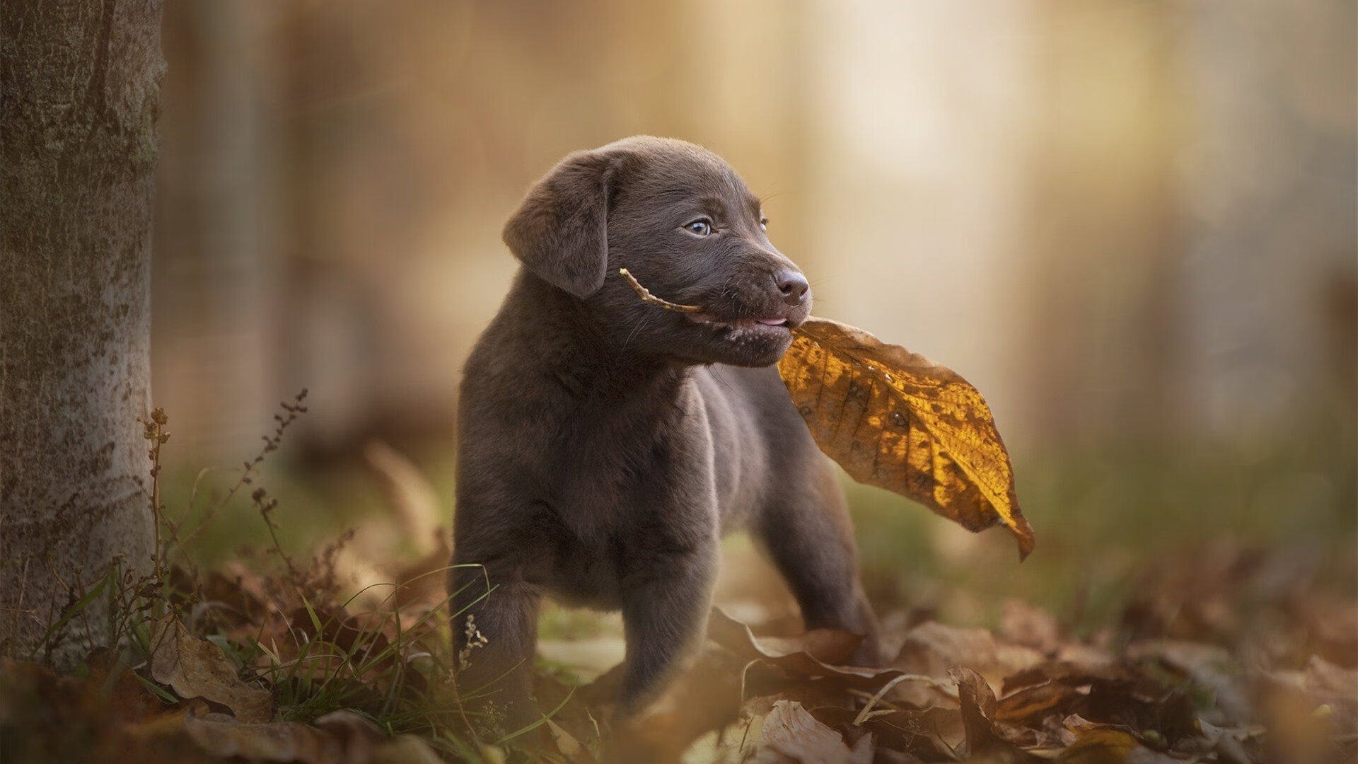 脆弱防线与钢铁意志，辛杜28分高光背后的险胜启示