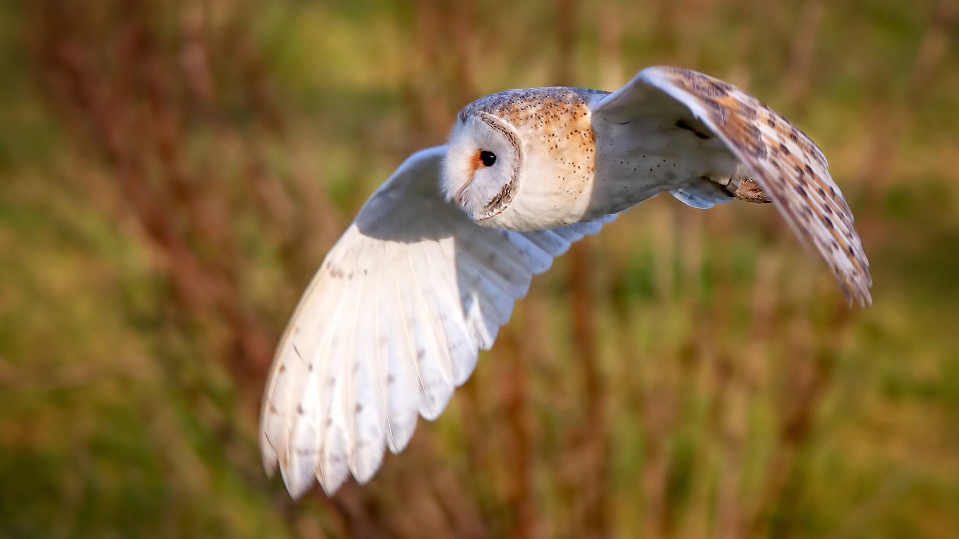 赛道唯一性,迈凯伦横扫红牛,勒克莱尔扛起全队的传奇时刻
