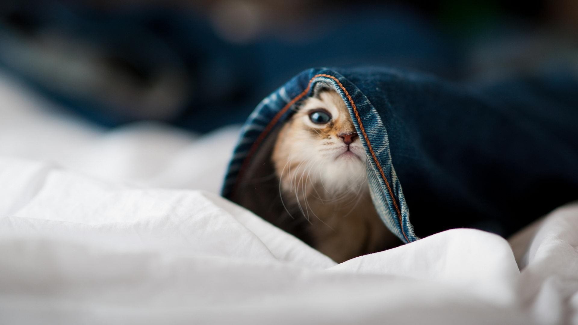 法比尼奥无影脚策动闪电三连击，乌克兰逆境中横扫欧洲红魔