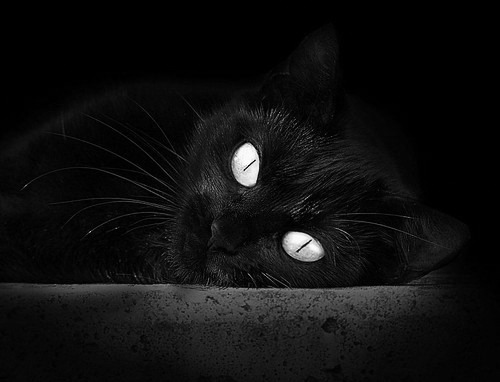 爱游戏在线-绿茵幻术与天山雪豹，一场跨界焦点的哲学可能