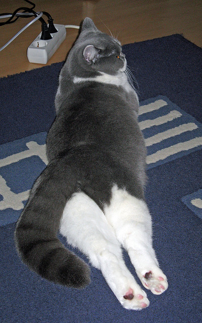 苍蓝夜幕，梅西的独舞扛起整个美洲的星图