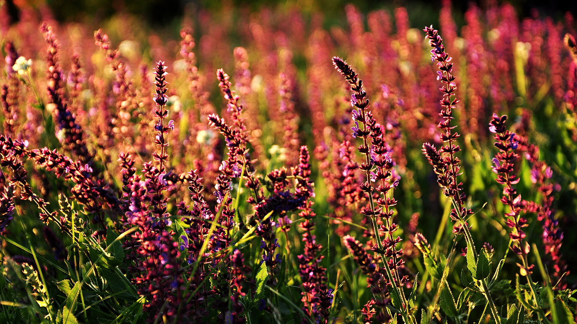 金色风暴，第三节的战术涅槃