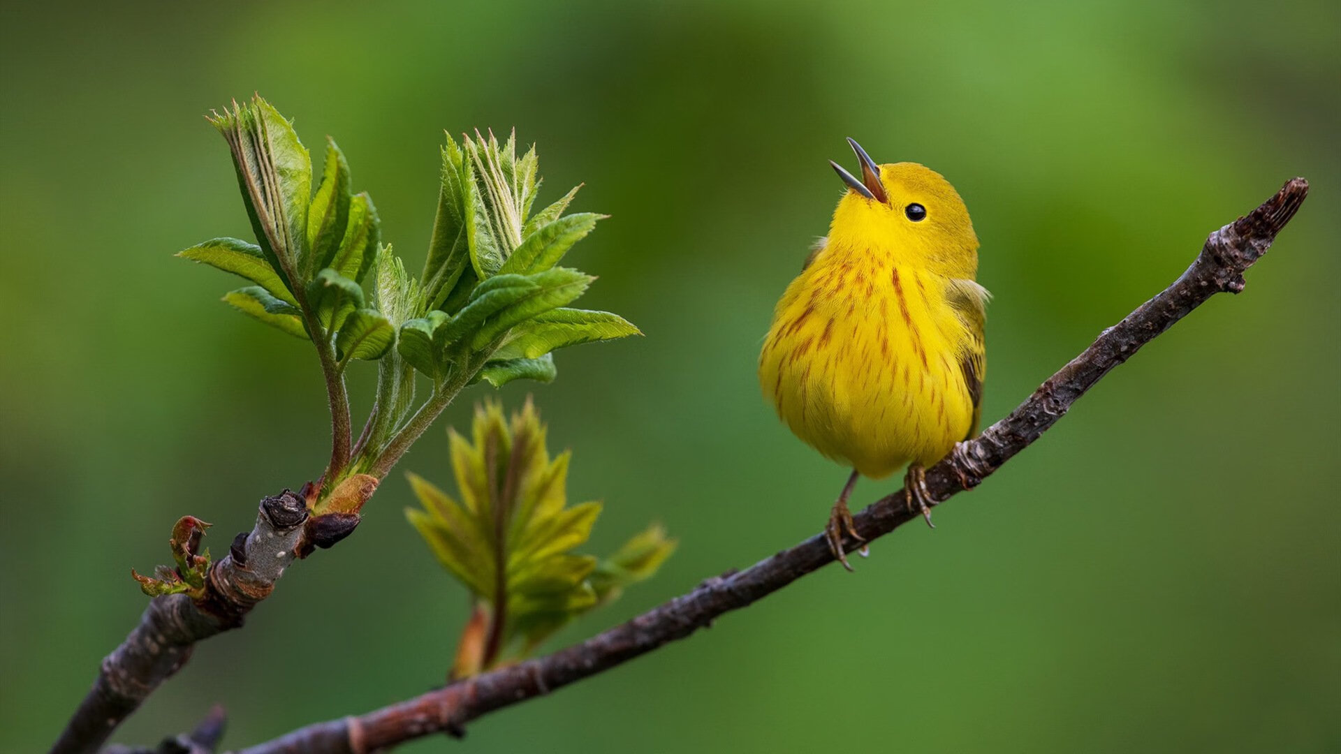主标,石中剑现世!班凯罗末节狂澜拔起沉沦骑士