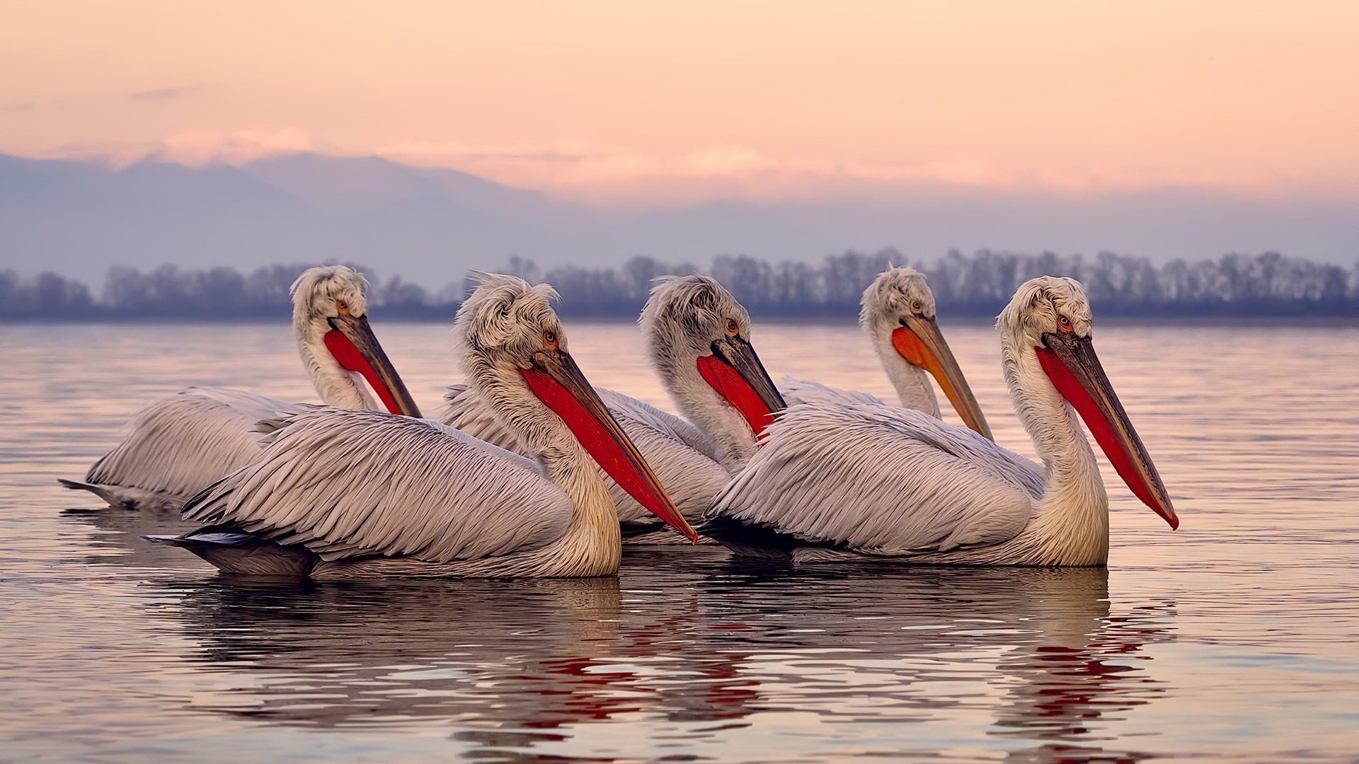 当篮球遇见足球,勒沃库森的NBA总决赛奇幻之旅