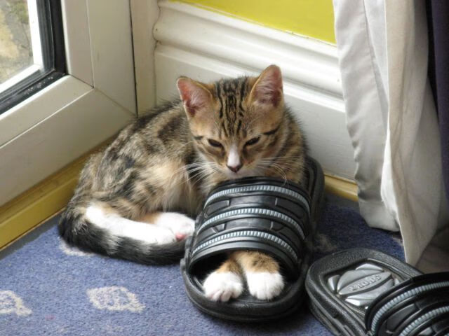 东西半球同现生死门,萨拉赫的关键一刺与新西兰的强行终结