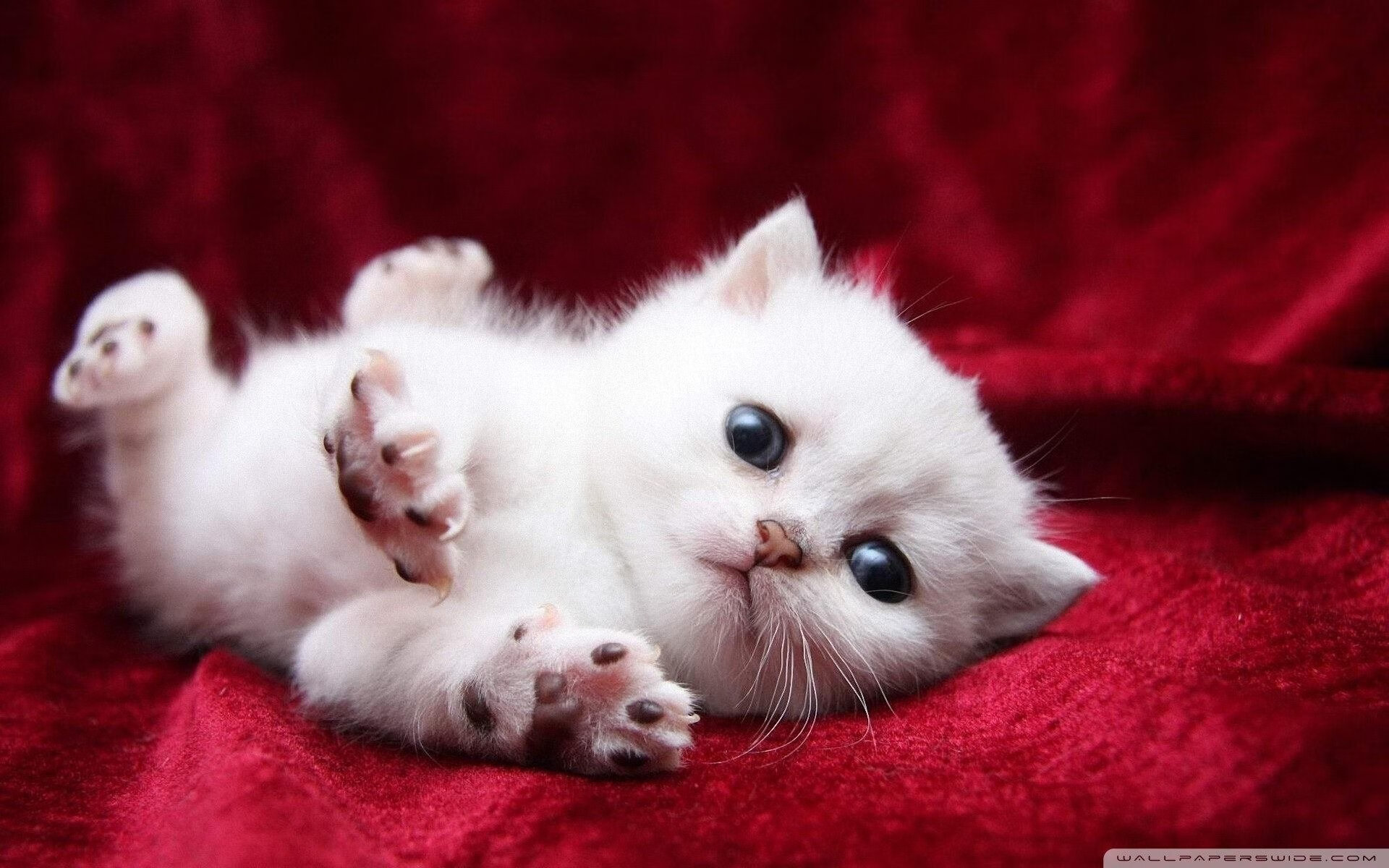 东契奇魔术后院点石成金,一场血拼炼就的关键先生启示录