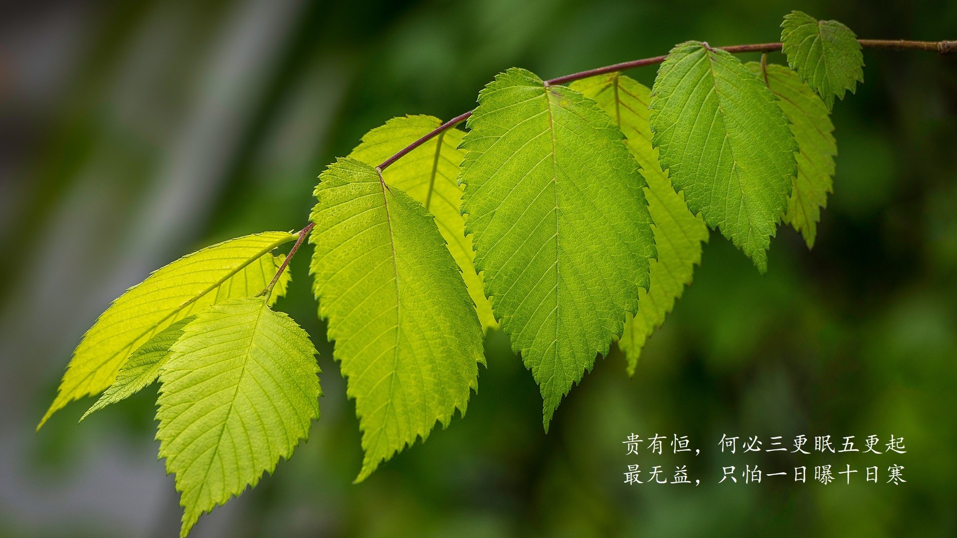 蓝衣军团的枫叶闪电,2026世界杯,阿方索·戴维斯如何用一己之力碾压潘帕斯雄鹰,改写豪门恩怨录